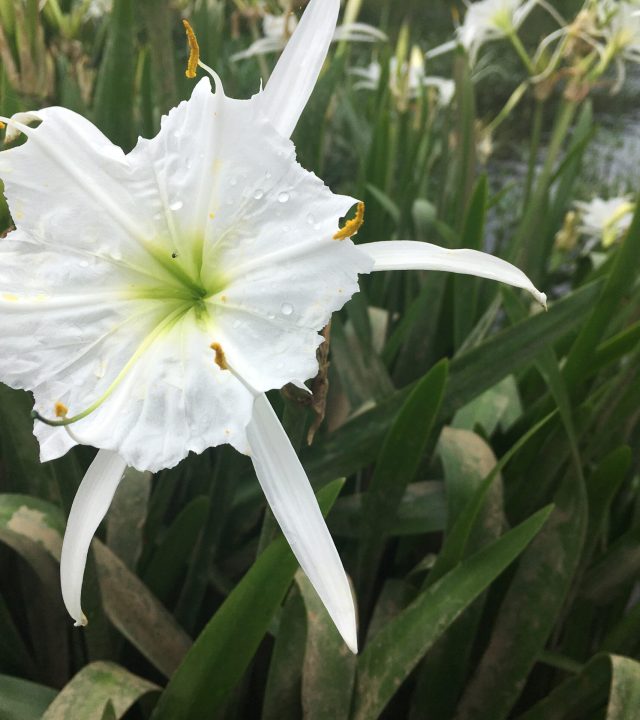 Cahaba_Lillies_on_the_Cahaba_River_-_49950025307